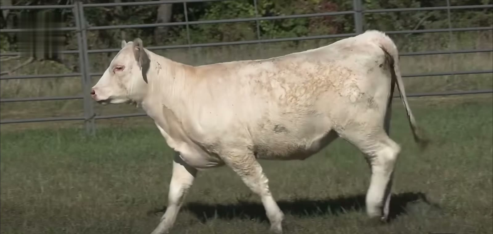 A young Charolais heifer walking in the pen at Hale Farms, Louisburg, Missouri